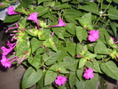 Mirabilis jalapa sau gornita ingerasului