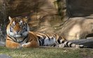 00109_tigerdreamworld_1680x1050