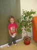 LANGA FICUSUL BENJAMIN,PLIN CU CIRESE:))