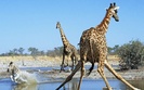 action_at_the_watering_hole_etosha_national_park_namibia-1280x800