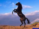 animals_7