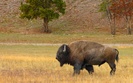 bison_in_the_field-1280x800