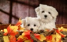 catei_pe_frunze-1280x800