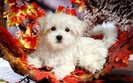 cute_dogie_on_leafs-1280x800