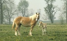 mare_and_foal-1280x800
