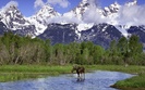 moose_wading_in_a_river_grand_teton_national_park_wyoming-1280x800