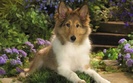 sheltie_puppy-1280x800