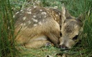 spotted_fawn-1280x800