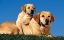 yellow_labradors-1280x800