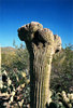 Crested_Saguaro_cactus