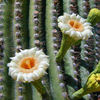 saguaro_cactus_blossom