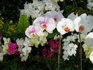 flori_albe_2-800x600