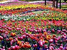 tulips_art-800x600