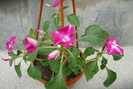 impatiens waleriana