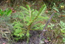 puiutul de molid plantat in 28 august  2010