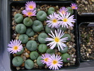 Conophytum 1 (1)