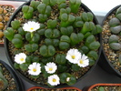 Conophytum 2 (3)