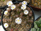 Conophytum 3 (1)