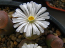 Conophytum 3 (3)