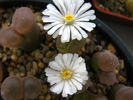 Conophytum 3 (4)