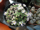 Conophytum 4