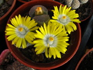 Lithops 1 (1)