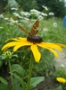 Rudbeckia