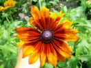 Rudbeckia