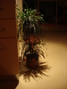 DRACENA