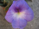 Catleya