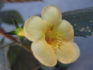Yellow beauty