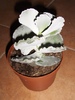 Cotyledon Undulata