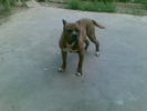 15742269_VJJVJTDFT parinti