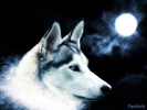 wolf_wallpaper_by_Tigrshark