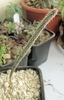 Echinocereus (Wilcoxia) poselgeri