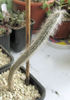 Echinocereus (Wilcoxia) schmolii
