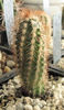 Echinocereus baileyi