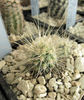 Echinocereus engelmannii v.nicholii