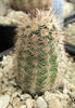 Echinocereus fitchii v.albertii