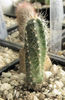 Echinocereus palmeri