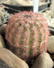 Echinocereus pectinatus v.rubrispinus