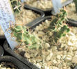 Echinocereus pentalophus