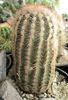 Echinocereus reichenbachii