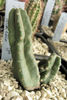 Echinocereus scheeri ssp.gentryi