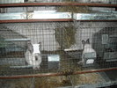 DSCN0956