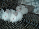 DSCN0959