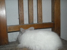 DSCN0981