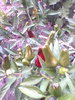chilli