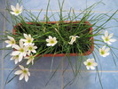 Zephyrantes Candida
