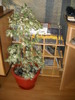 ficus benjamin